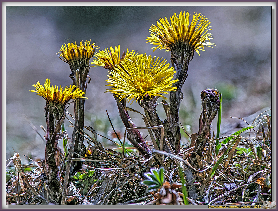 Tussilage